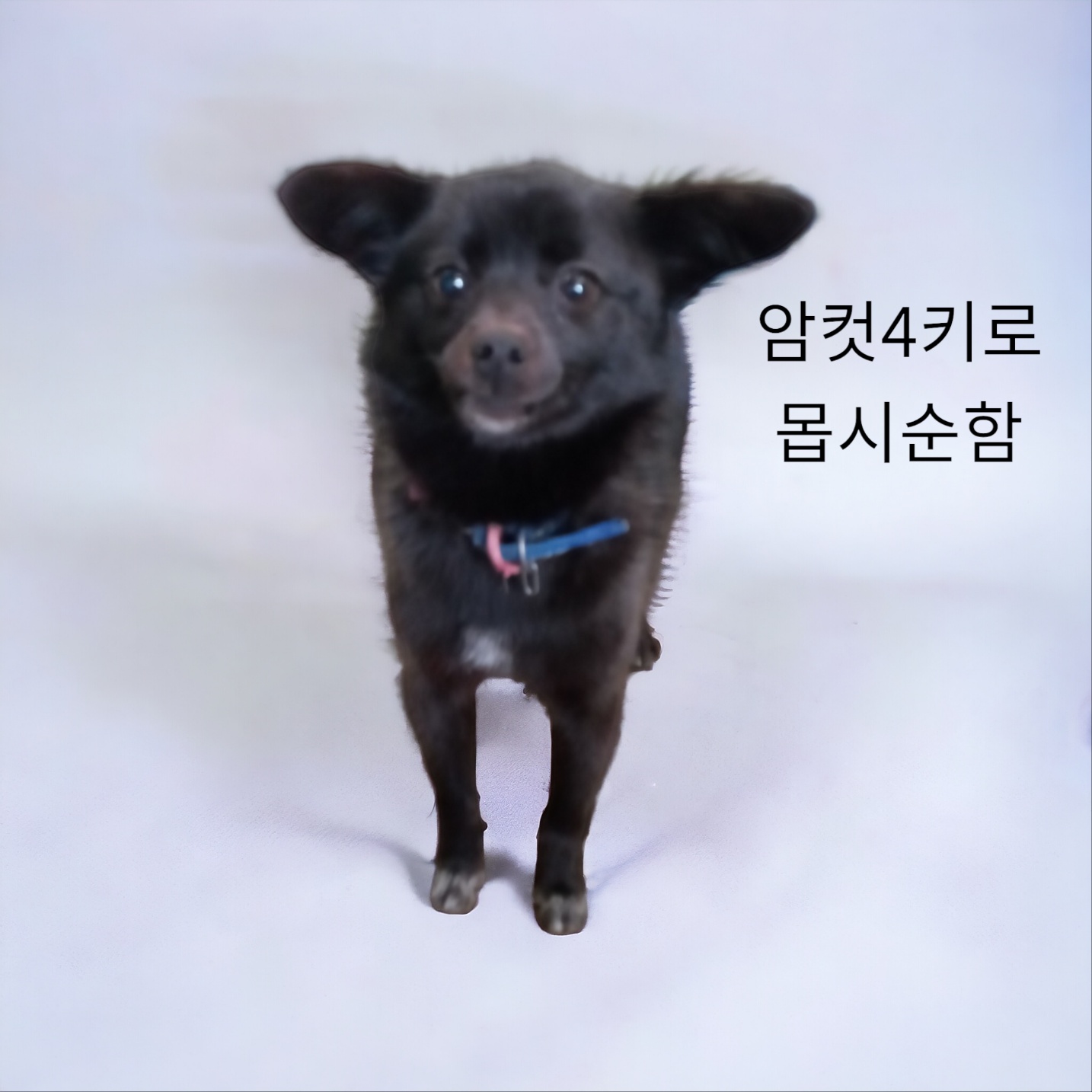 보호중 믹스견의 가…