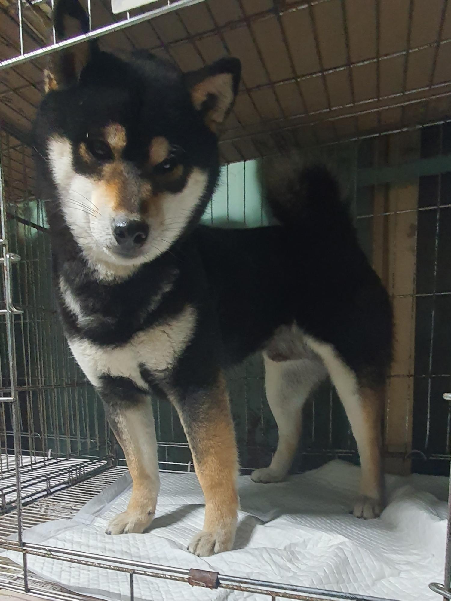 보호중 시바의 가족…