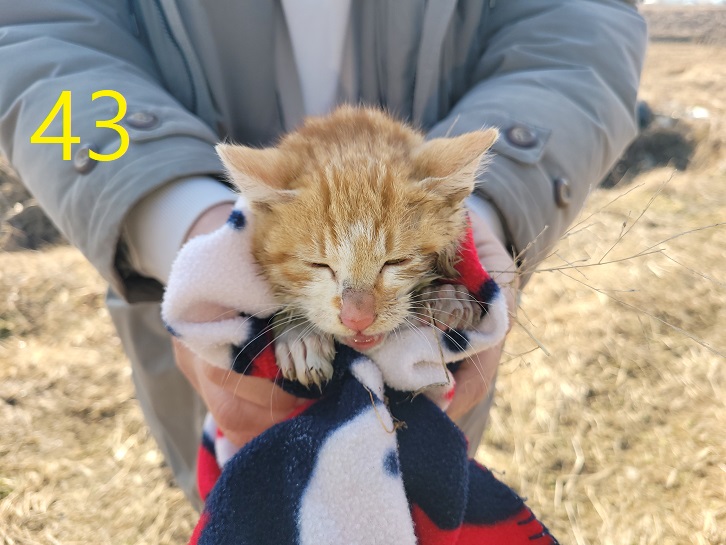 보호중 한국 고양이…
