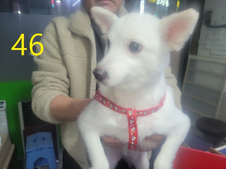 보호중 믹스견의 가…
