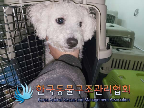 종료(반환) 비숑 …