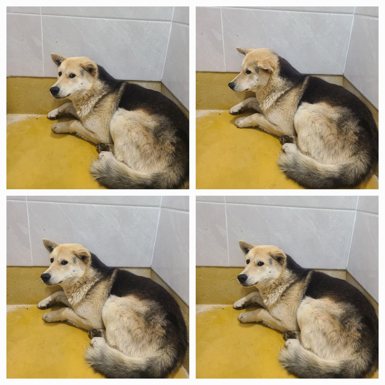 보호중 진도견의 가…