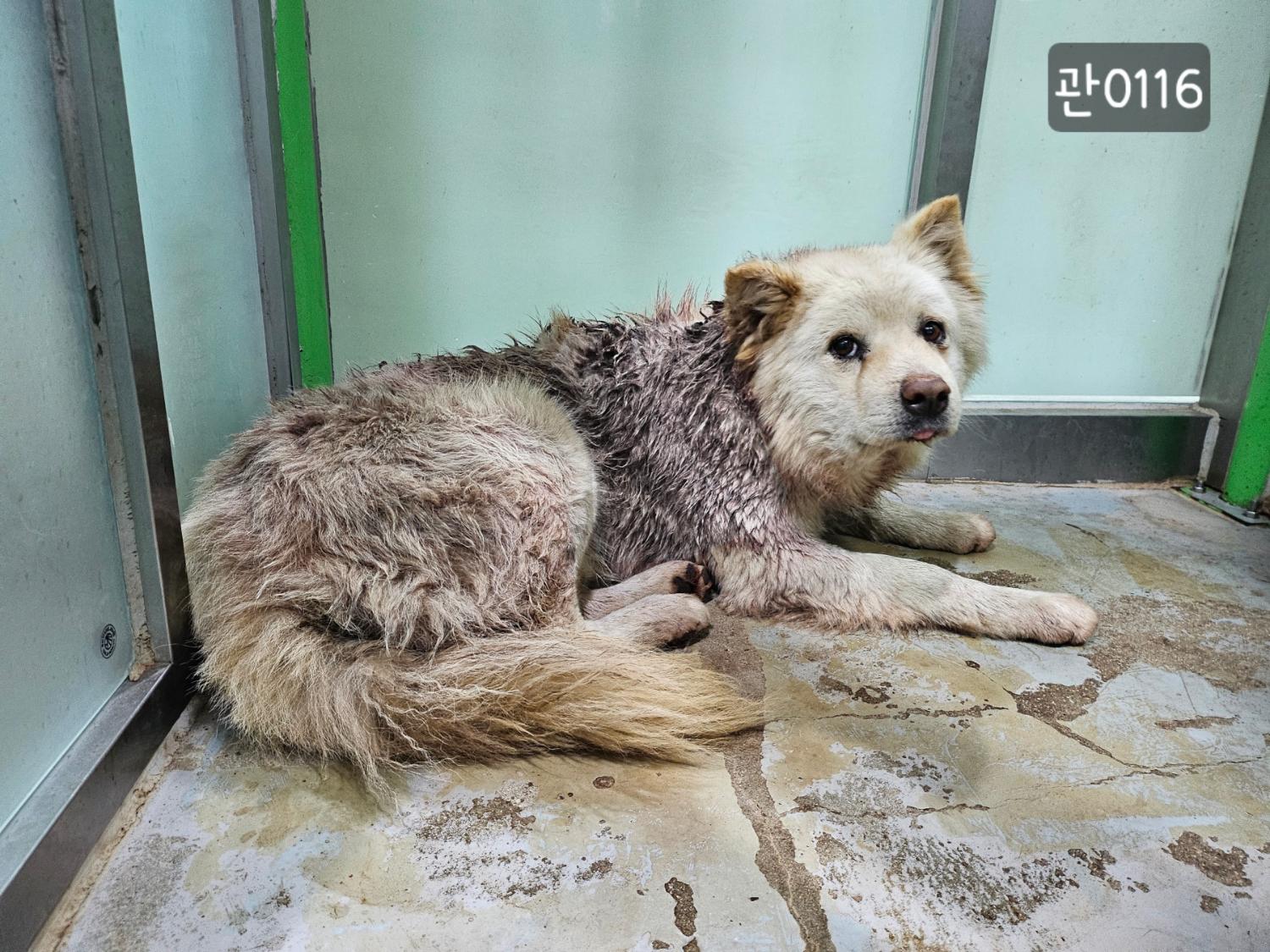고양시동물보호센터_441394202400116