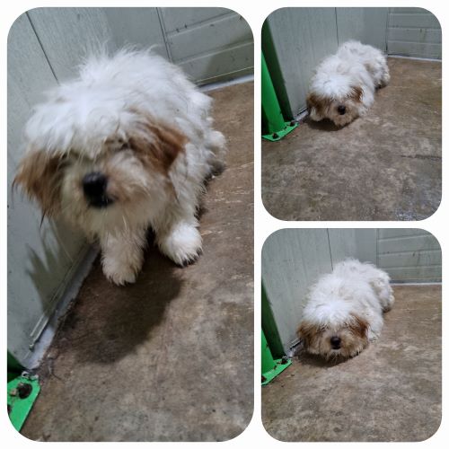 부안군 동물보호센터_445479202400107