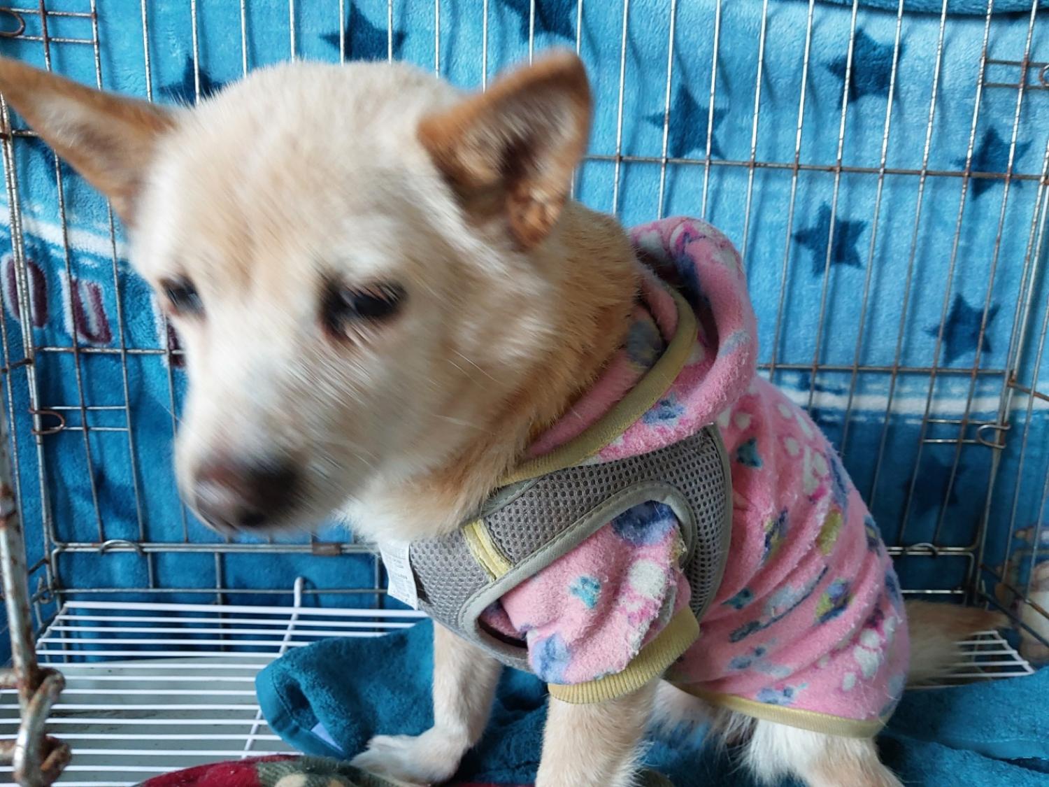 동물보호관리협회_426329202400024