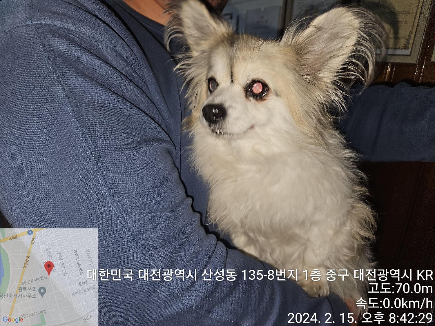 종료(반환) 믹스견…