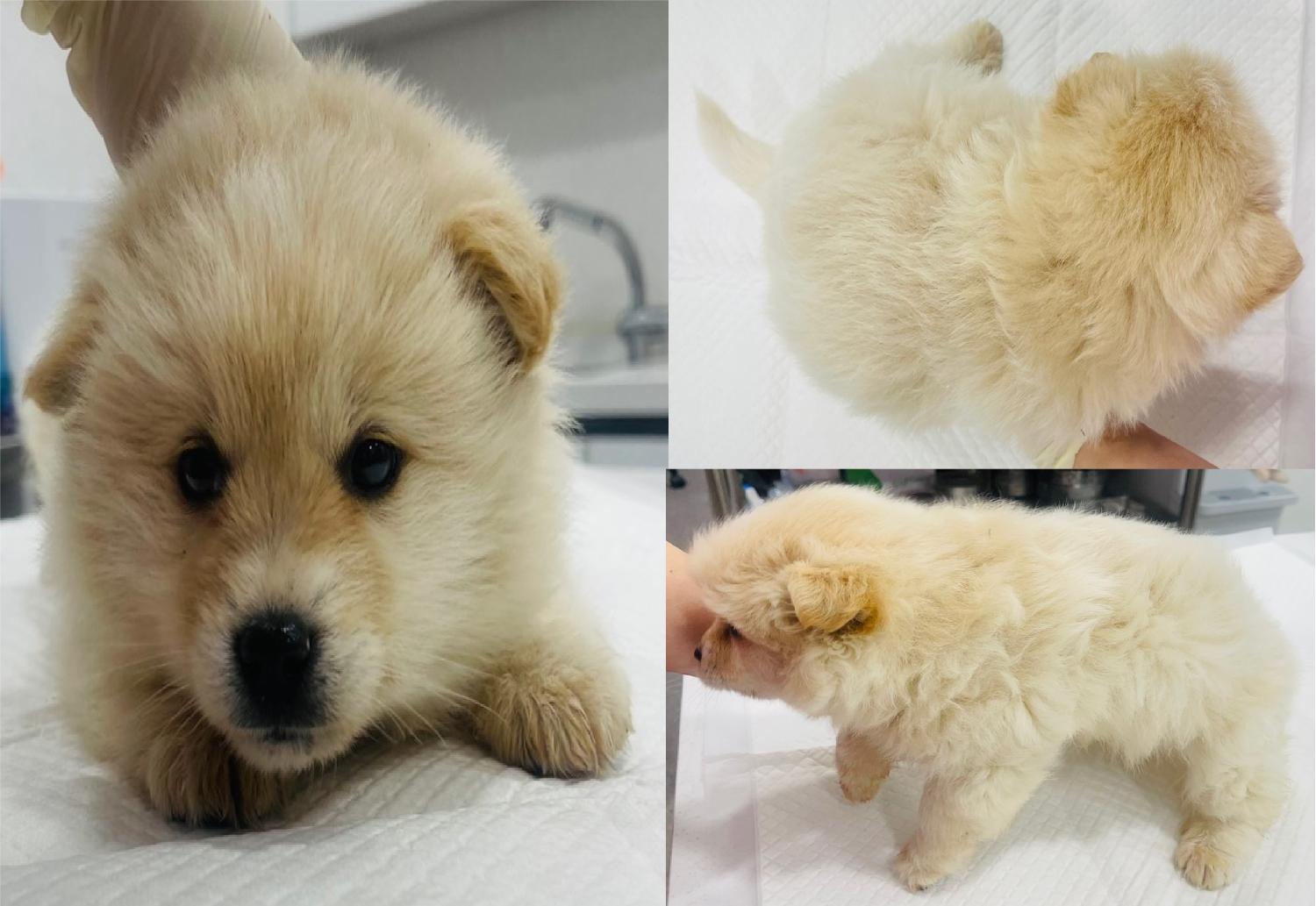 서산시 동물보호센터_444453202400137