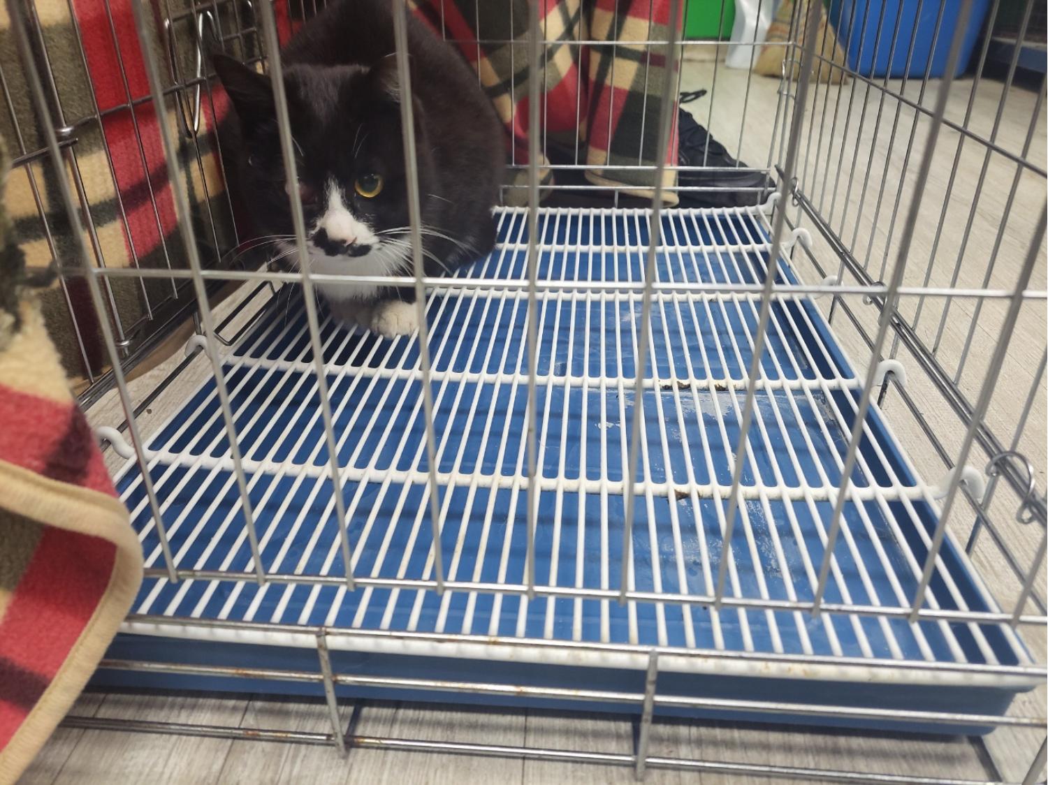 보호중 한국 고양이…