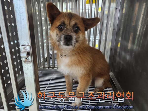 한국동물구조관리협회_441559202400099