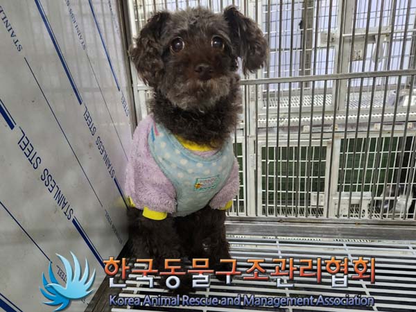 보호중 푸들의 가족…