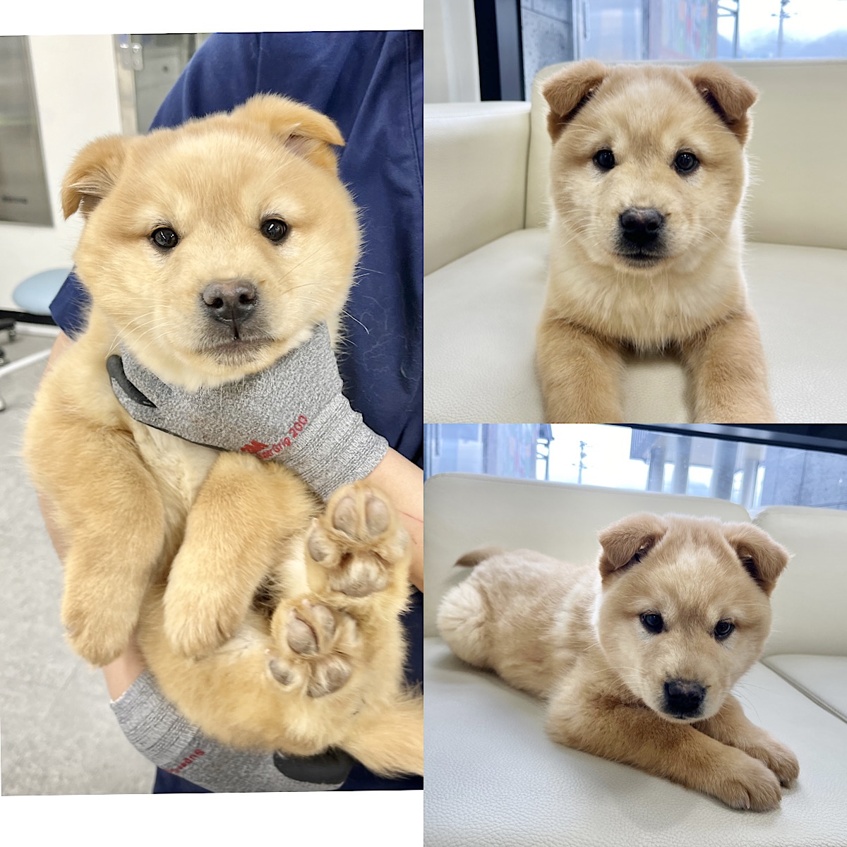 보호중 믹스견의 가…
