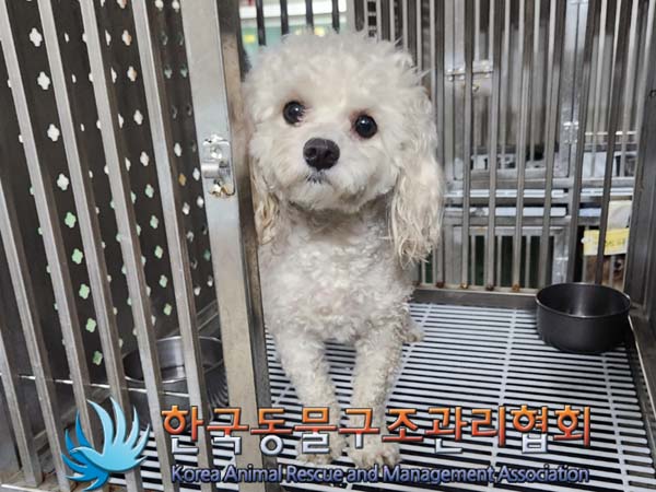 종료(반환) 비숑 …