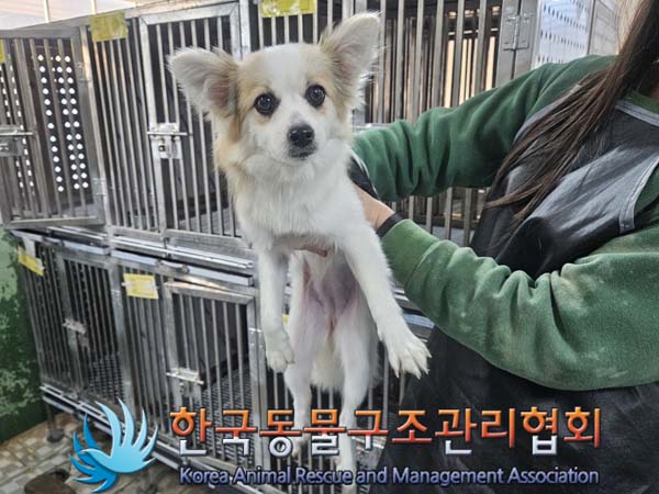 종료(반환) 믹스견…