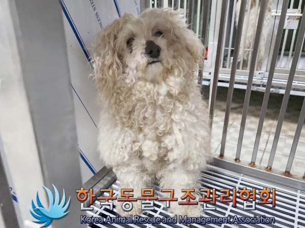 보호중 푸들의 가족…