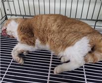 보호중 한국 고양이…