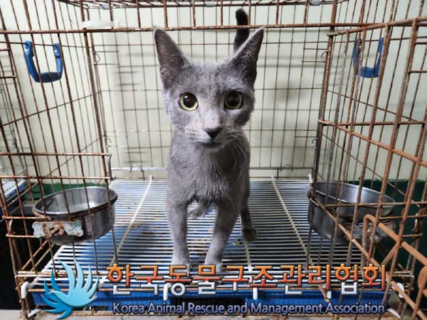 종료(입양) 러시안…