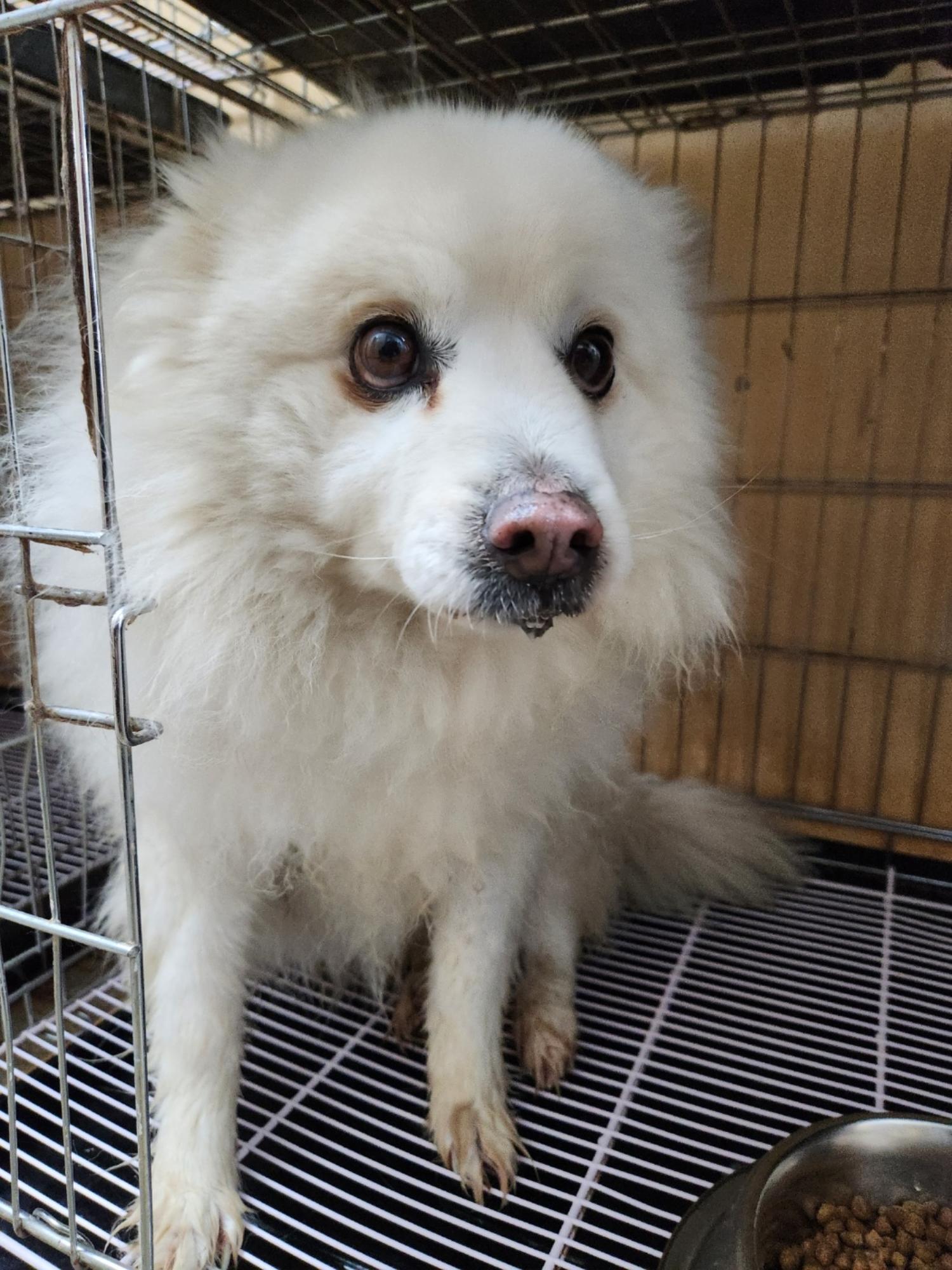강릉시 동물사랑센터_442420202400070