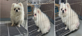 부산동물보호센터_426325202400015