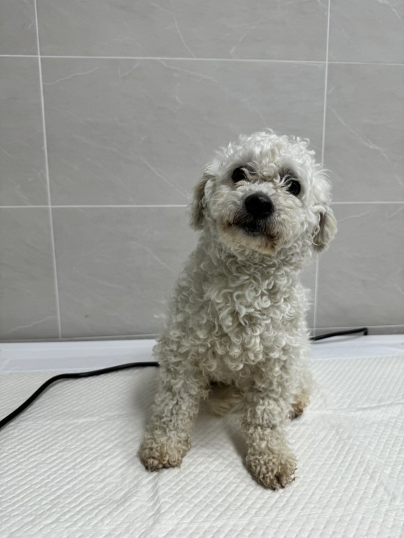 양평군유기동물보호소_441417202400070
