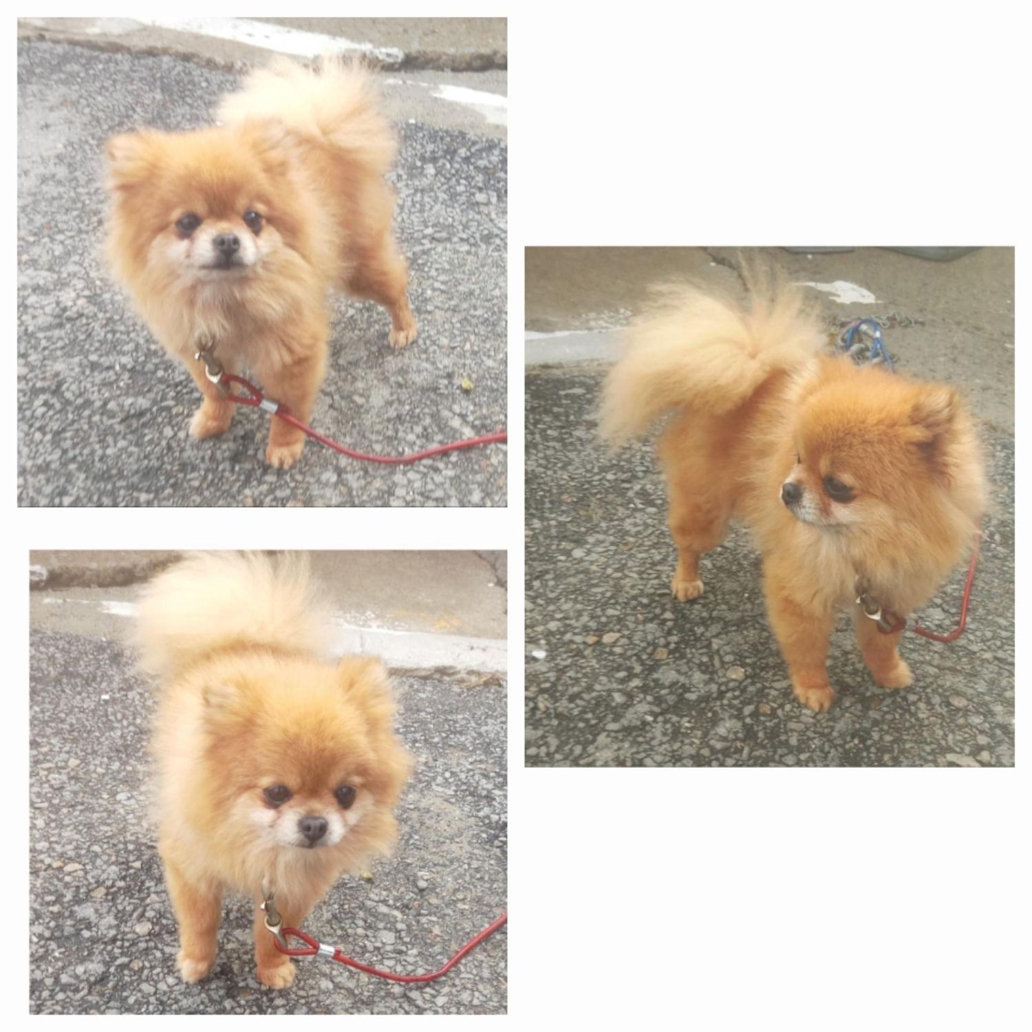 보호중 포메라니안의…