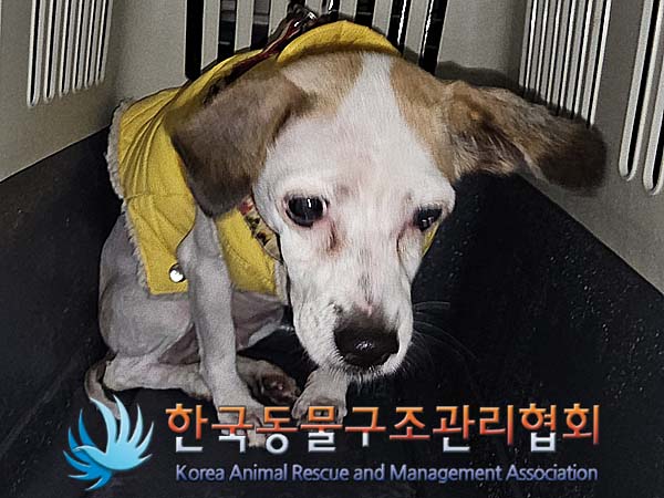 종료(반환) 믹스견…