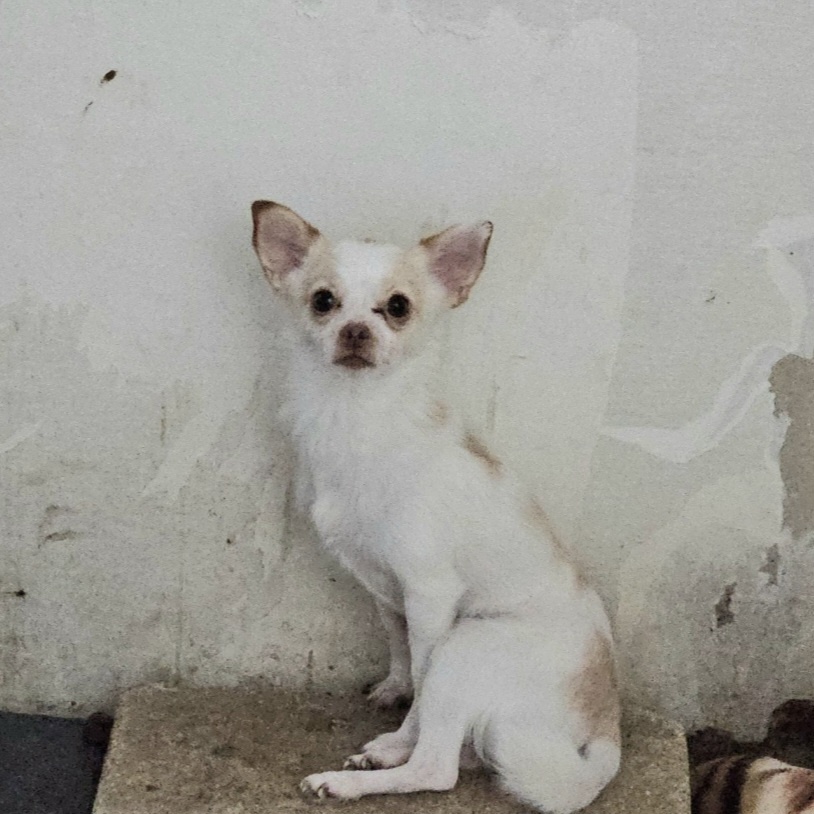 보호중 치와와의 가…