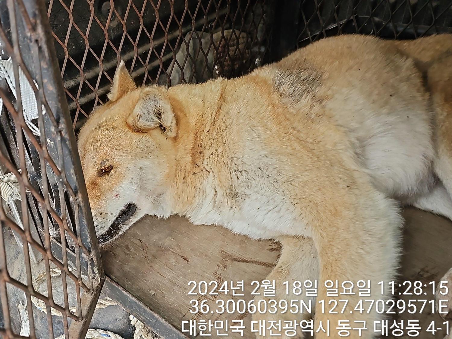 보호중 진도견의 가…