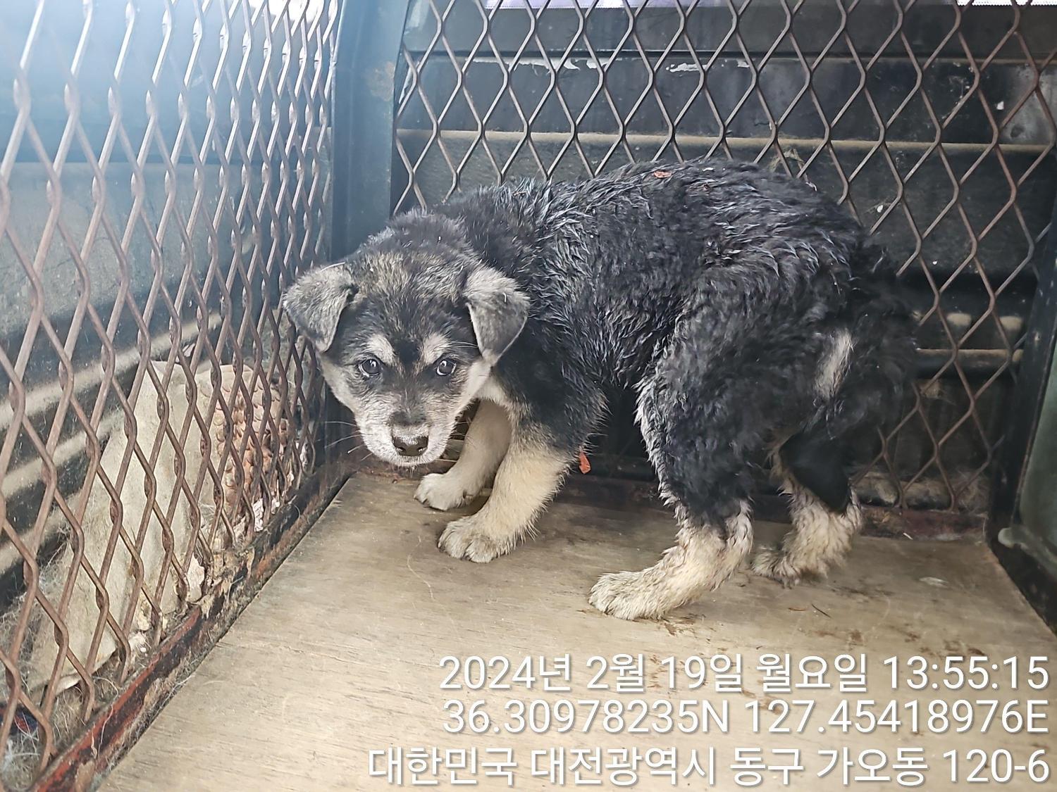 보호중 진도견의 가…