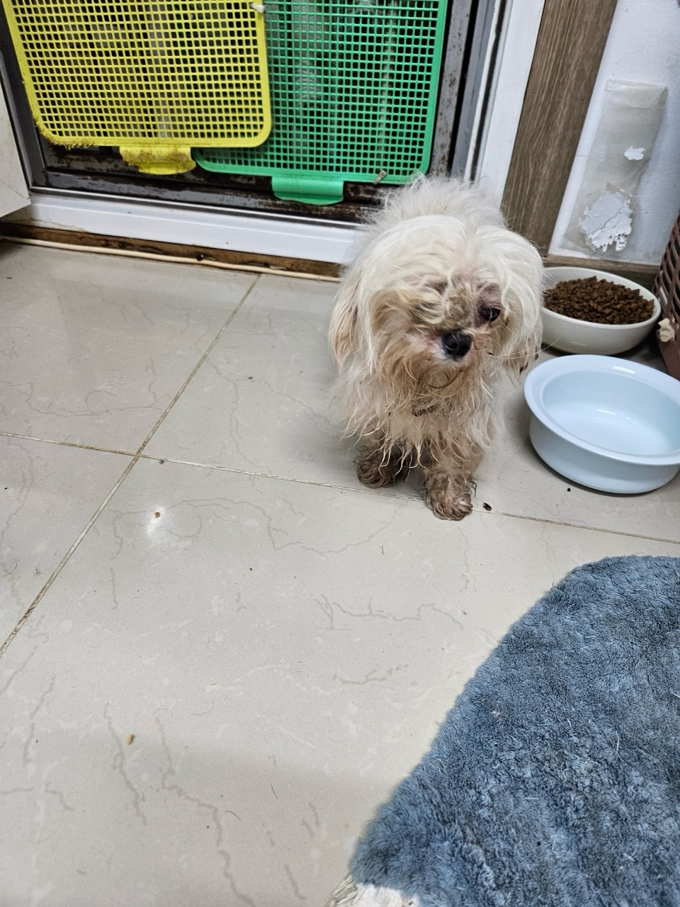 보호중 말티즈의 가…