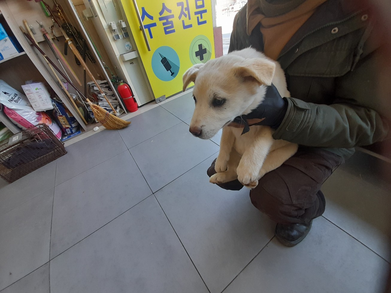 보호중 믹스견의 가…