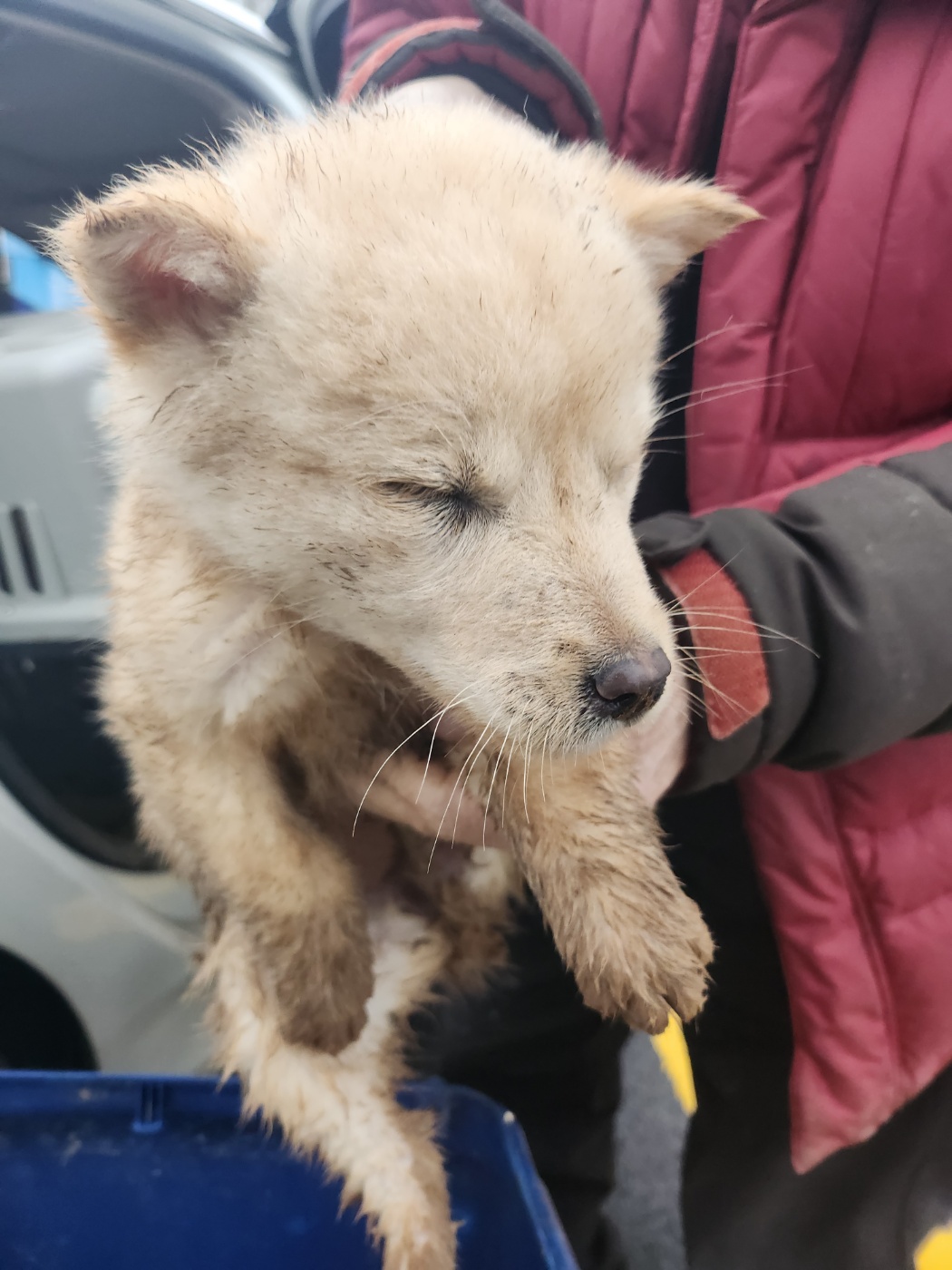 예산동물보호센터_444461202400098