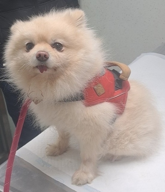 보호중 포메라니안의…
