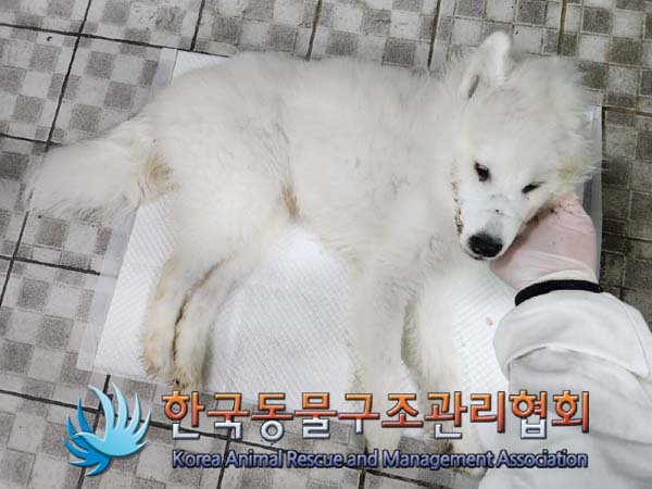 종료(자연사) 믹스…