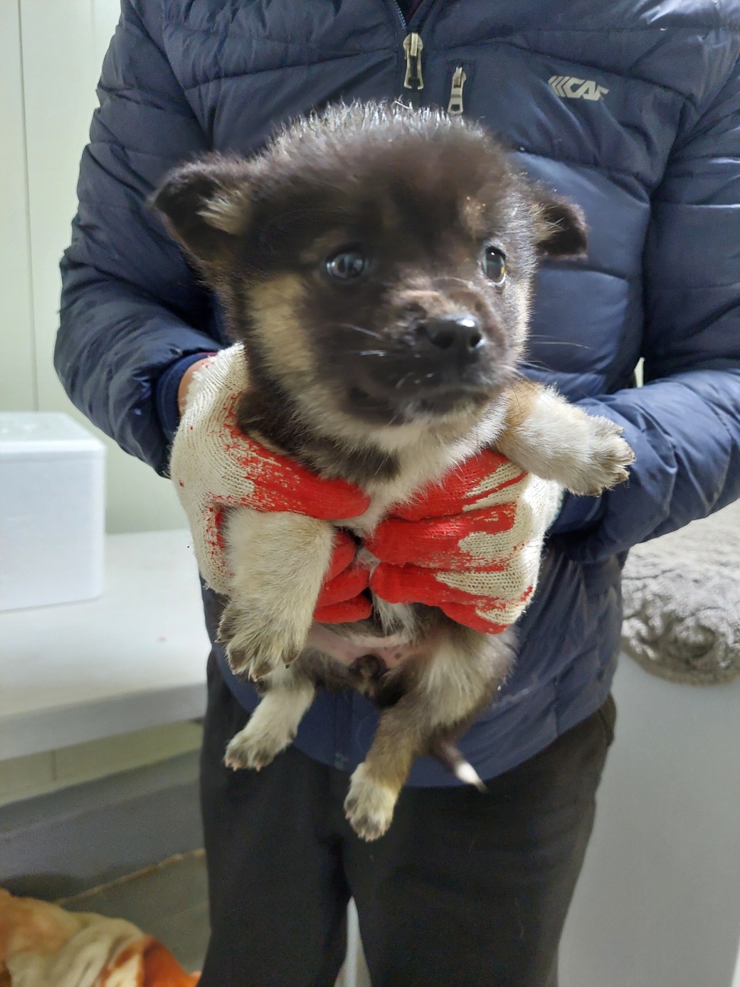 보성유기동물보호센터_446489202400030
