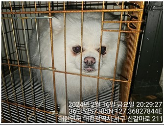 종료(반환) 포메라…