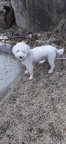보호중 비숑 프리제…