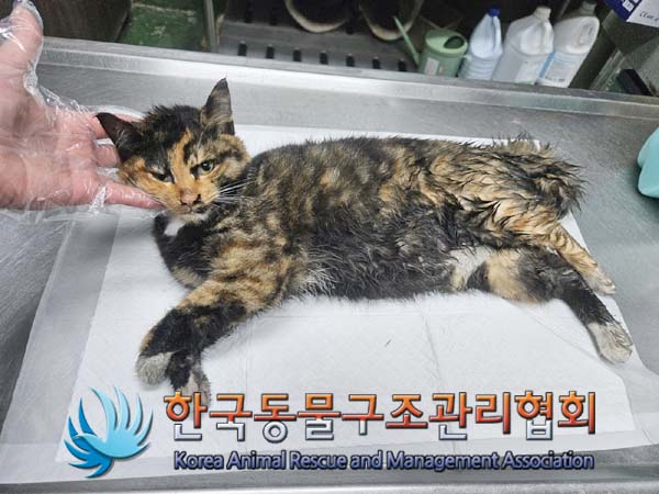종료(자연사) 한국…