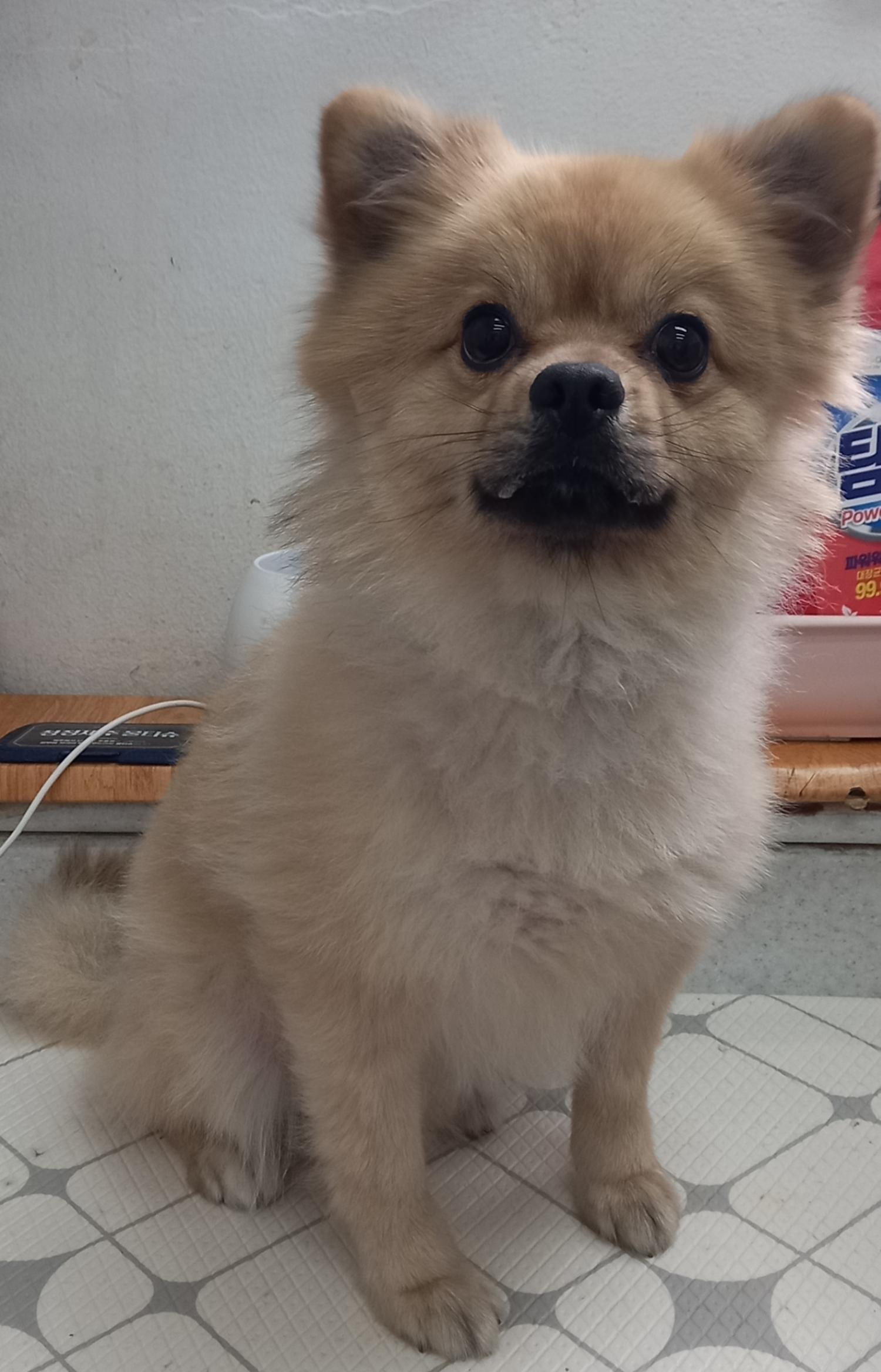 보호중 포메라니안의…