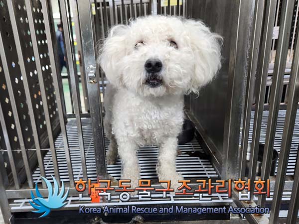 보호중 비숑 프리제…