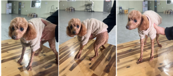 보호중 푸들의 가족…