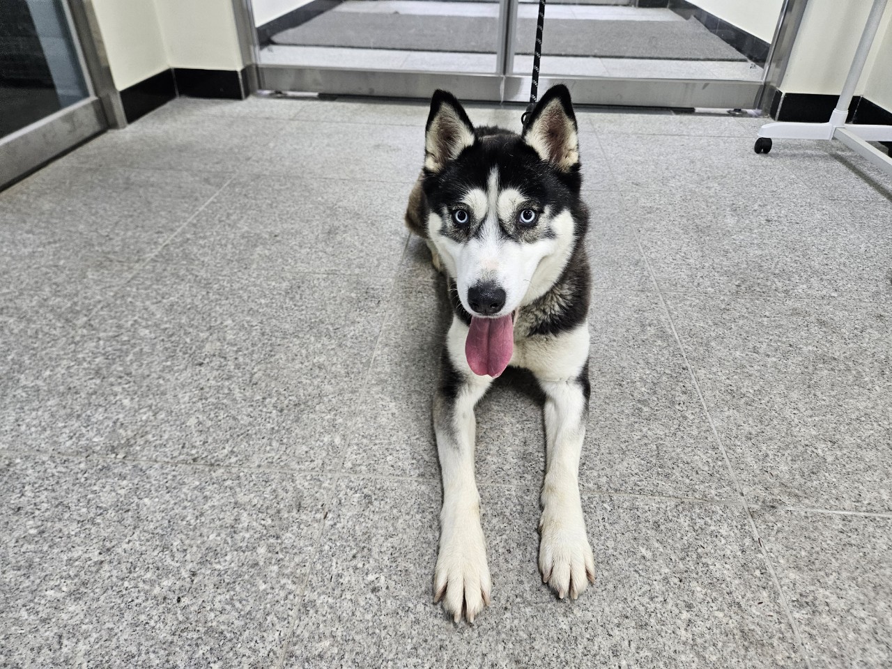 아산동물복지지원센터_444452202400169