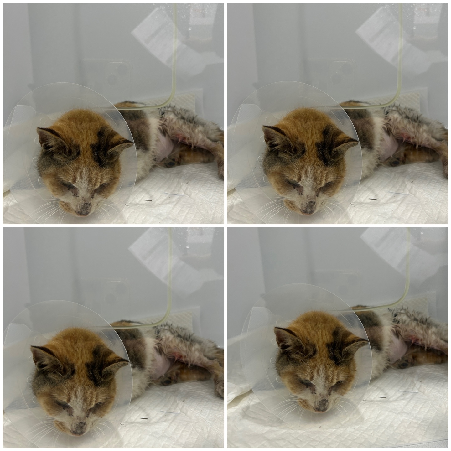 보호중 한국 고양이…