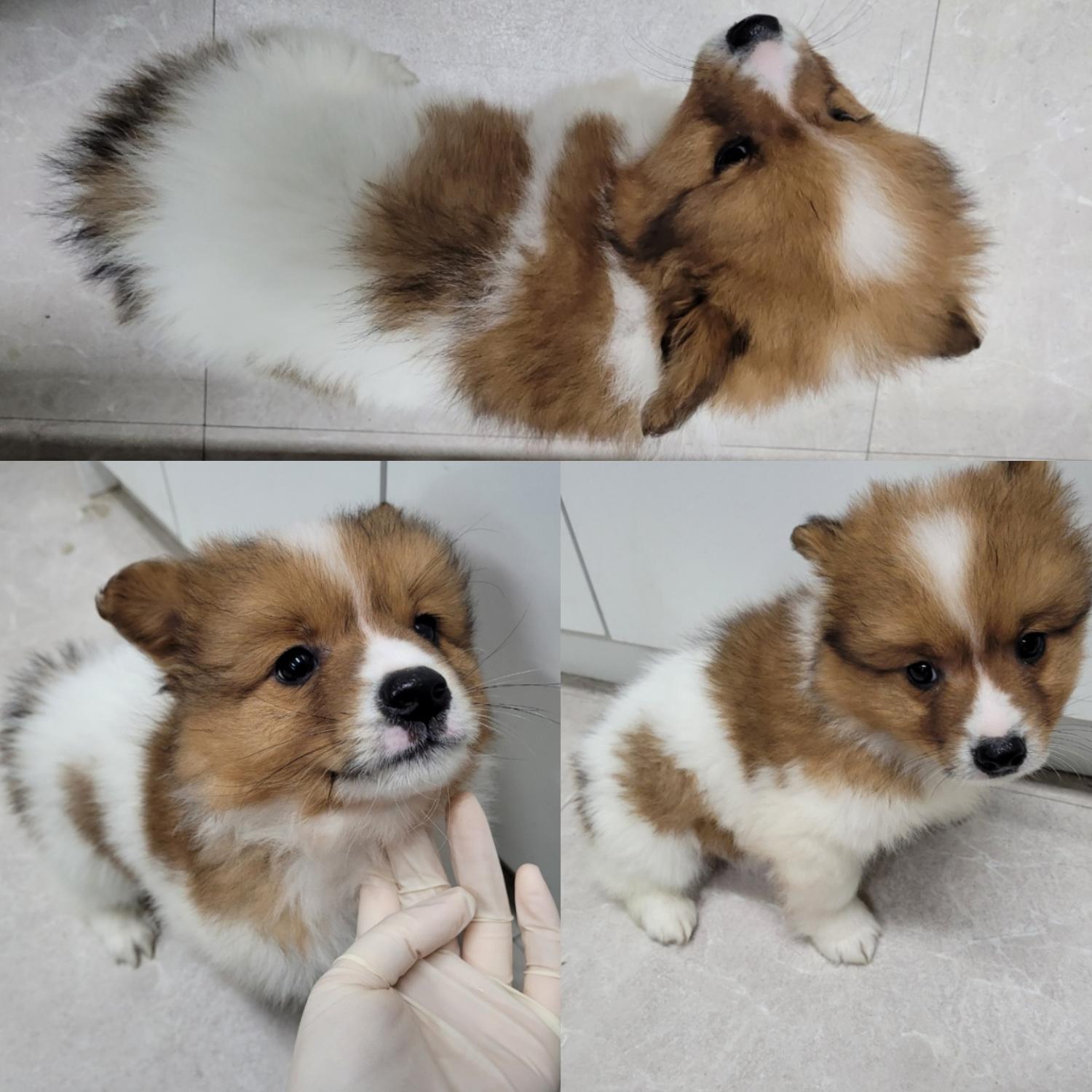 논산시 동물보호센터_444454202400124