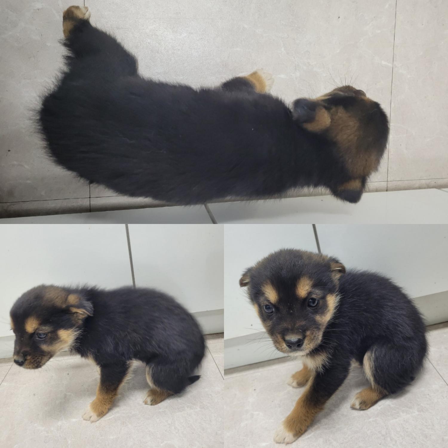논산시 동물보호센터_444454202400121