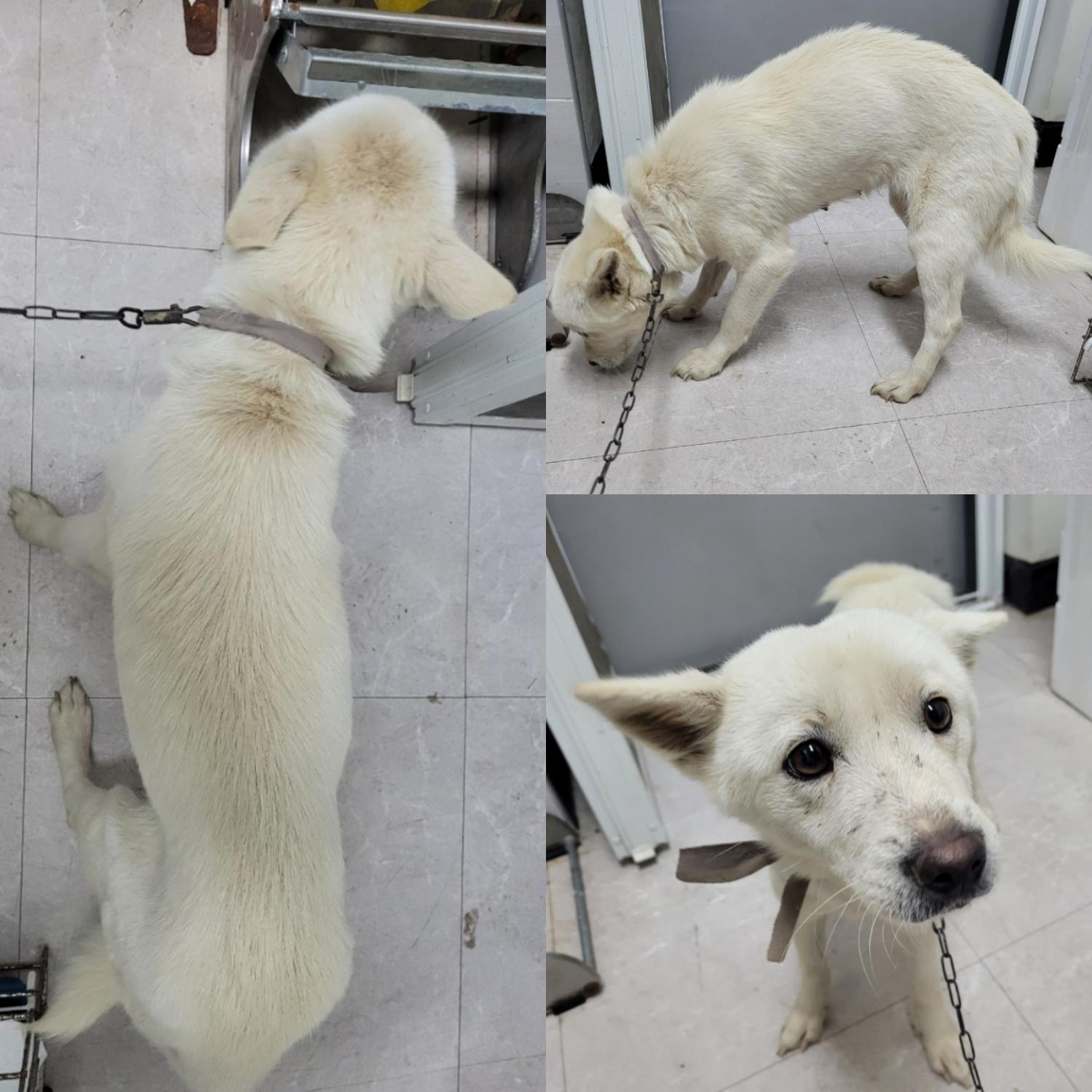 논산시 동물보호센터_444454202400120