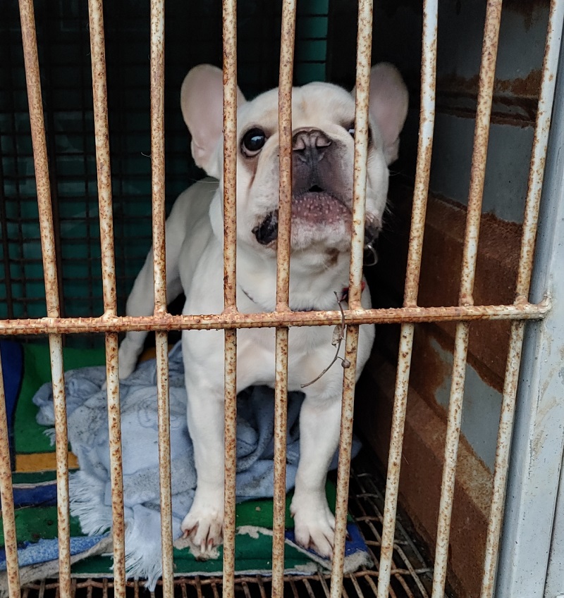 마산유기동물보호소_448528202400047