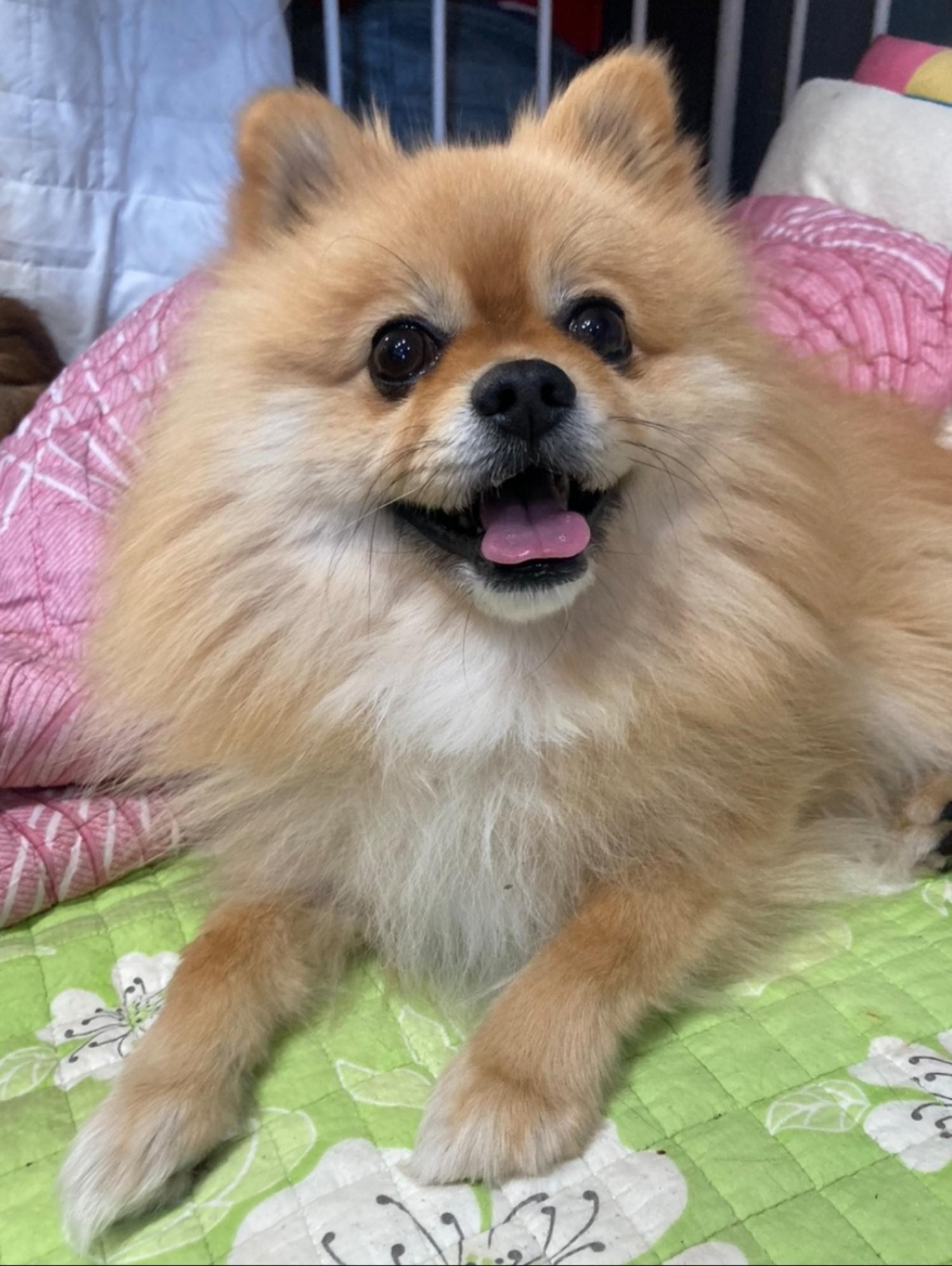 보호중 포메라니안의…