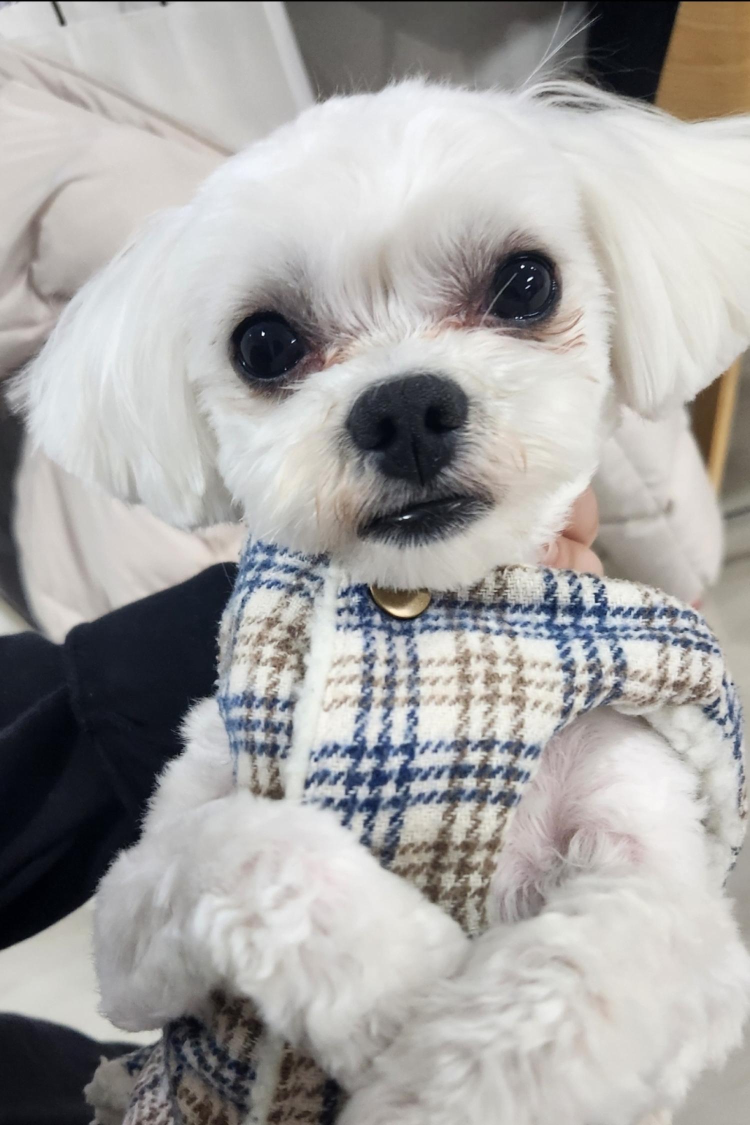 유기동물보호센터_447507202400024
