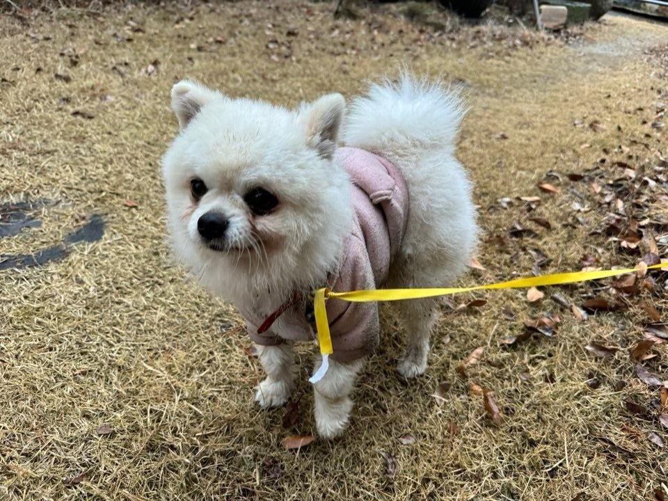 종료(반환) 포메라…