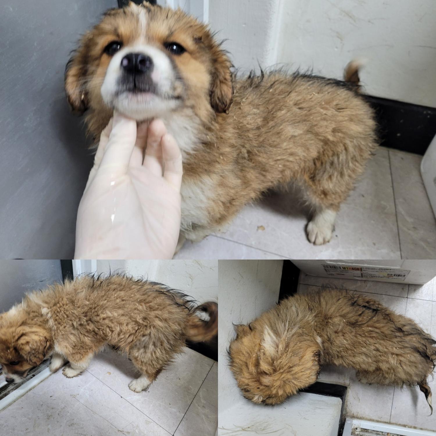논산시 동물보호센터_444454202400128